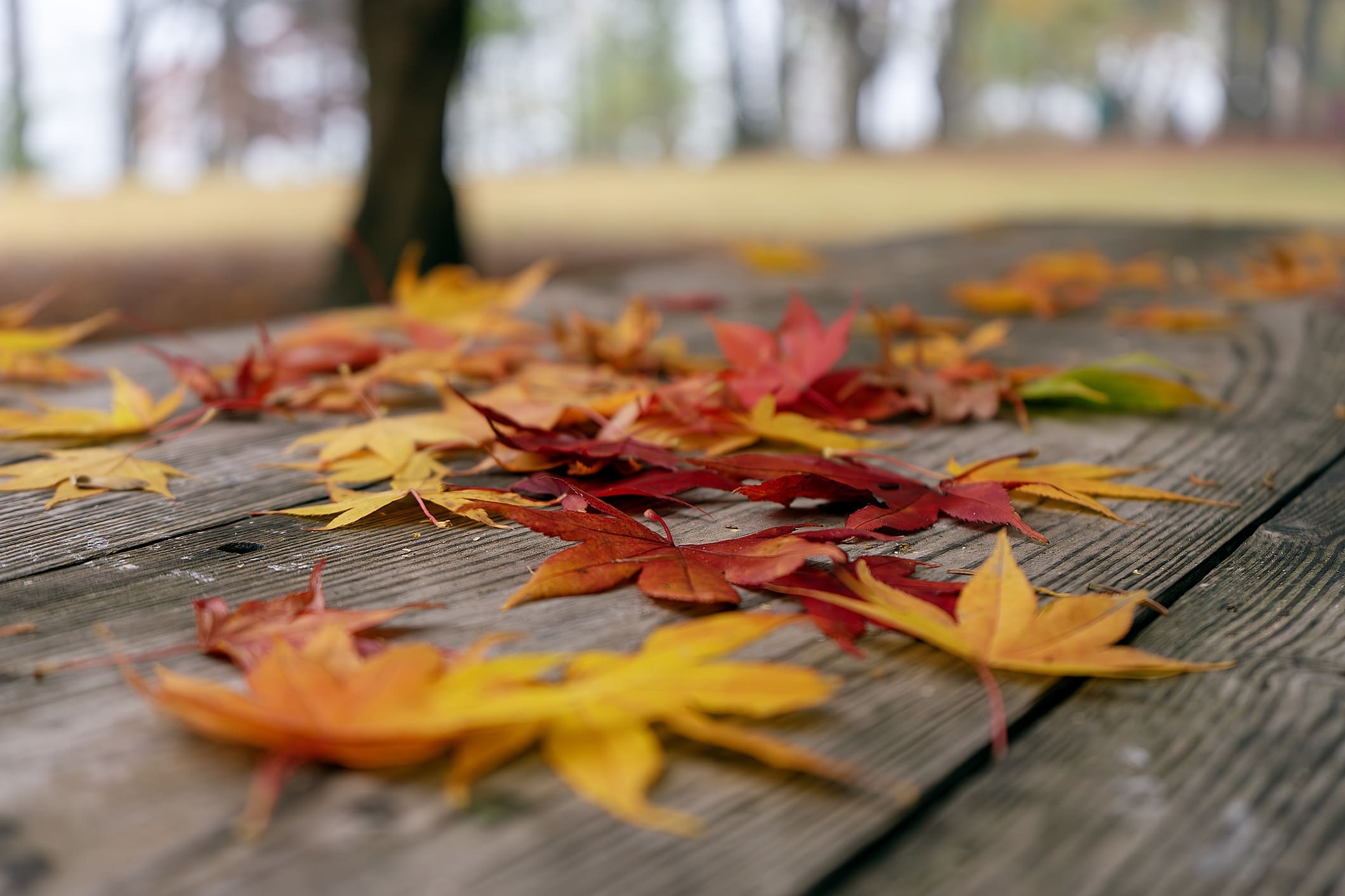 autumn scenery and fall leaves